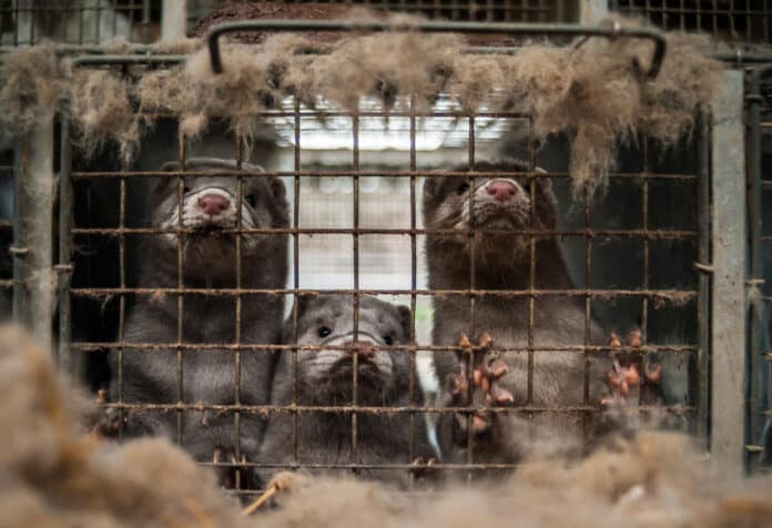 Uproar As Government Orders All Minks In Ireland To Be Culled