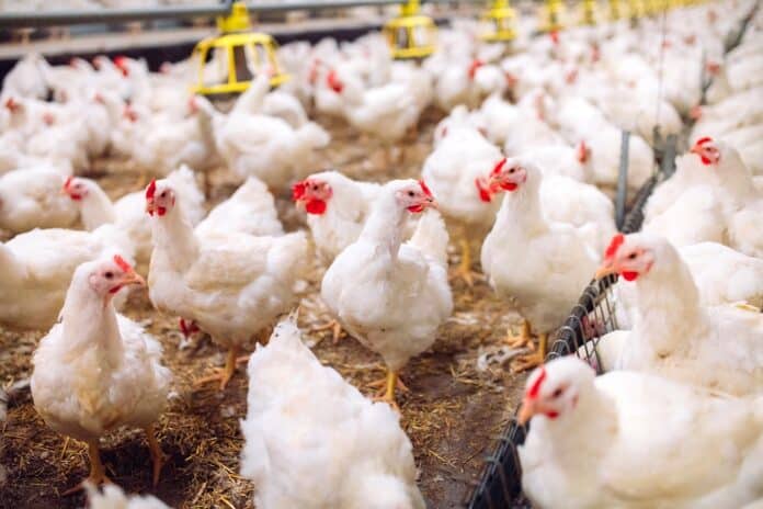 2020 Warning: Now Bird Flu Is Back In Ireland Too