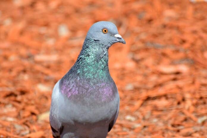 Australia-Plan-To-Kill-Racing-Pigeon