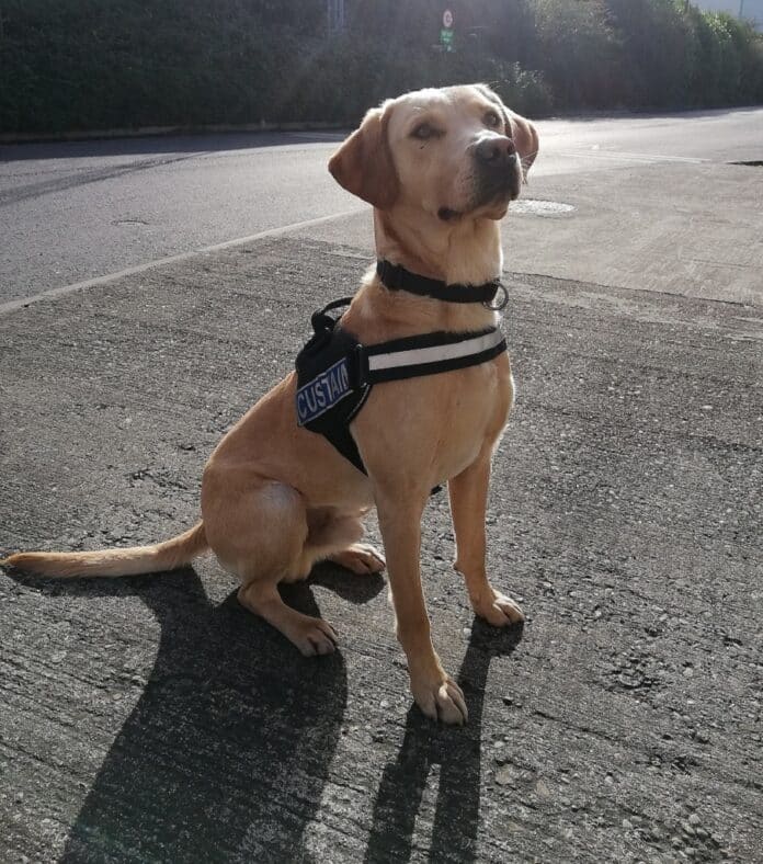 Revenue's Detector Dog Bailey Sniffs Out Drugs Labelled As Clothes In Dublin Parcel Hub