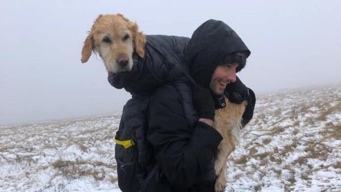 Lost-Dog-Found-In-Wicklow-Mountains