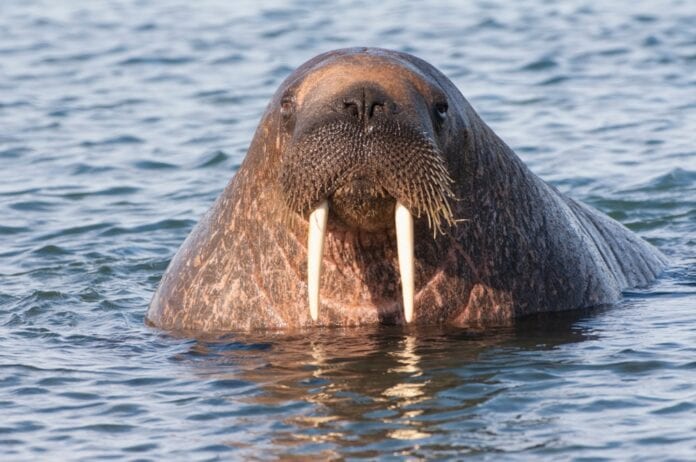 Arctic Walrus Lands On The Rocks At Valentia Island In Kerry