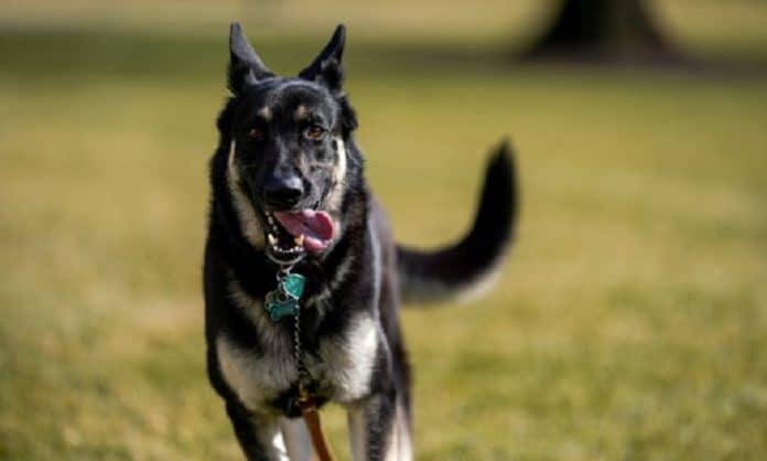 Joe-Biden's-Dog-Second-Biting-Incident